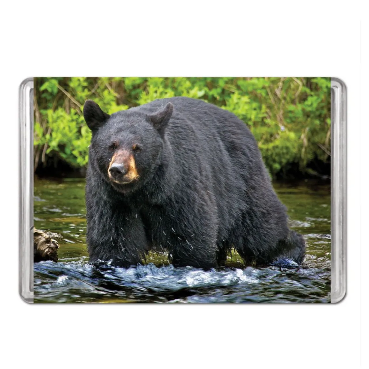 American Black Bear Minipix Puzzle< Hot