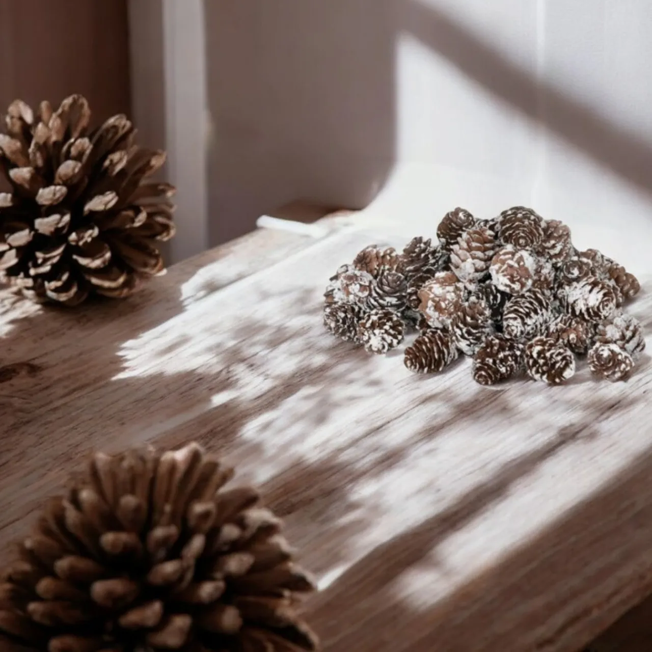 Dried Natural Snow Finish Pinecones in Bag< Outlet
