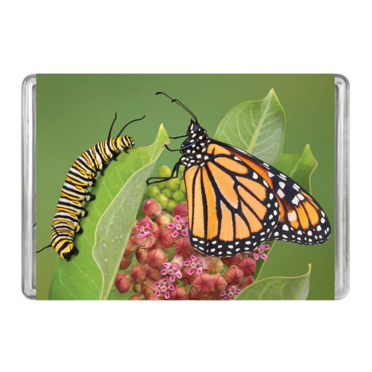 Monarch Butterfly Minipix Puzzle< Sale