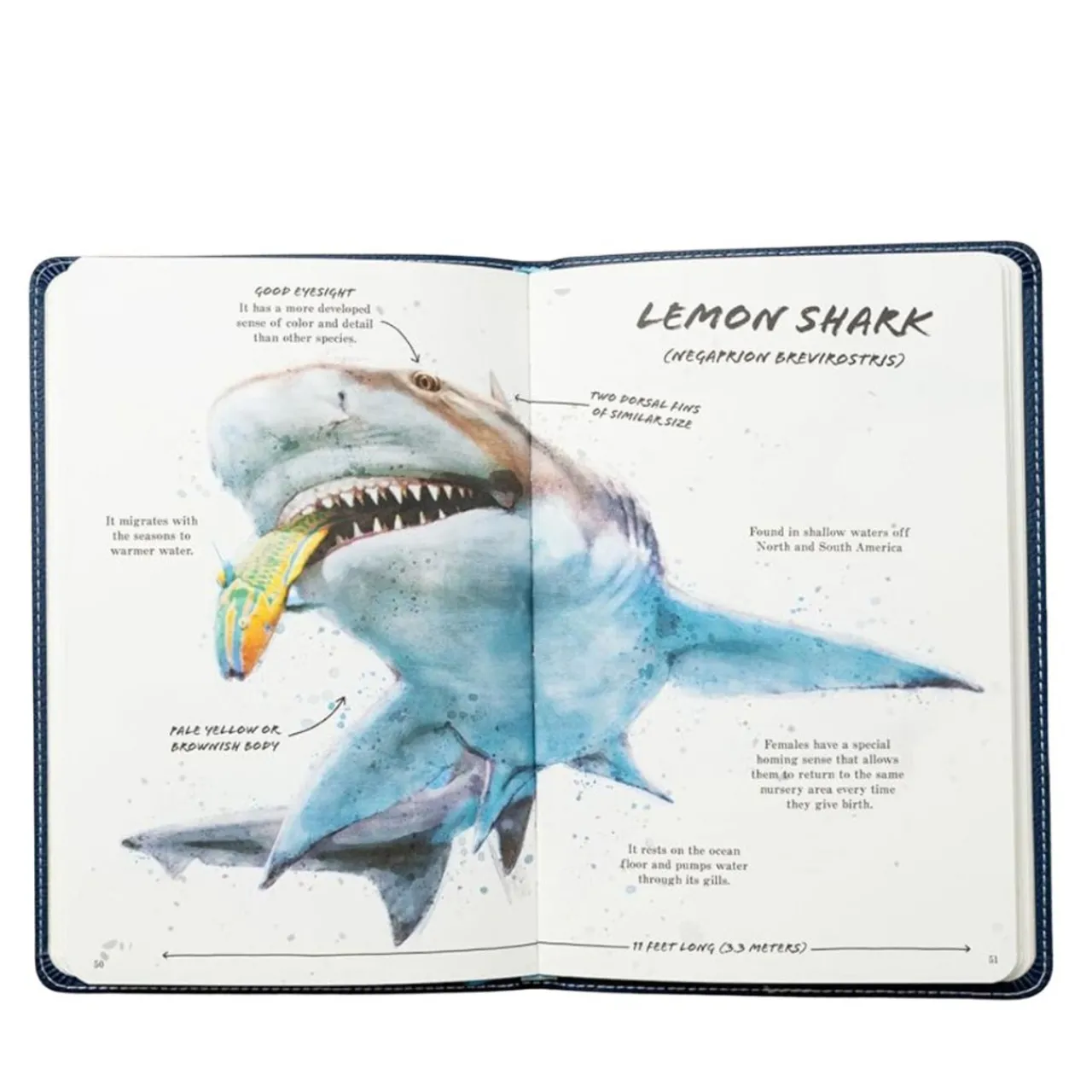 Ultimate Shark Field Guide< Sale